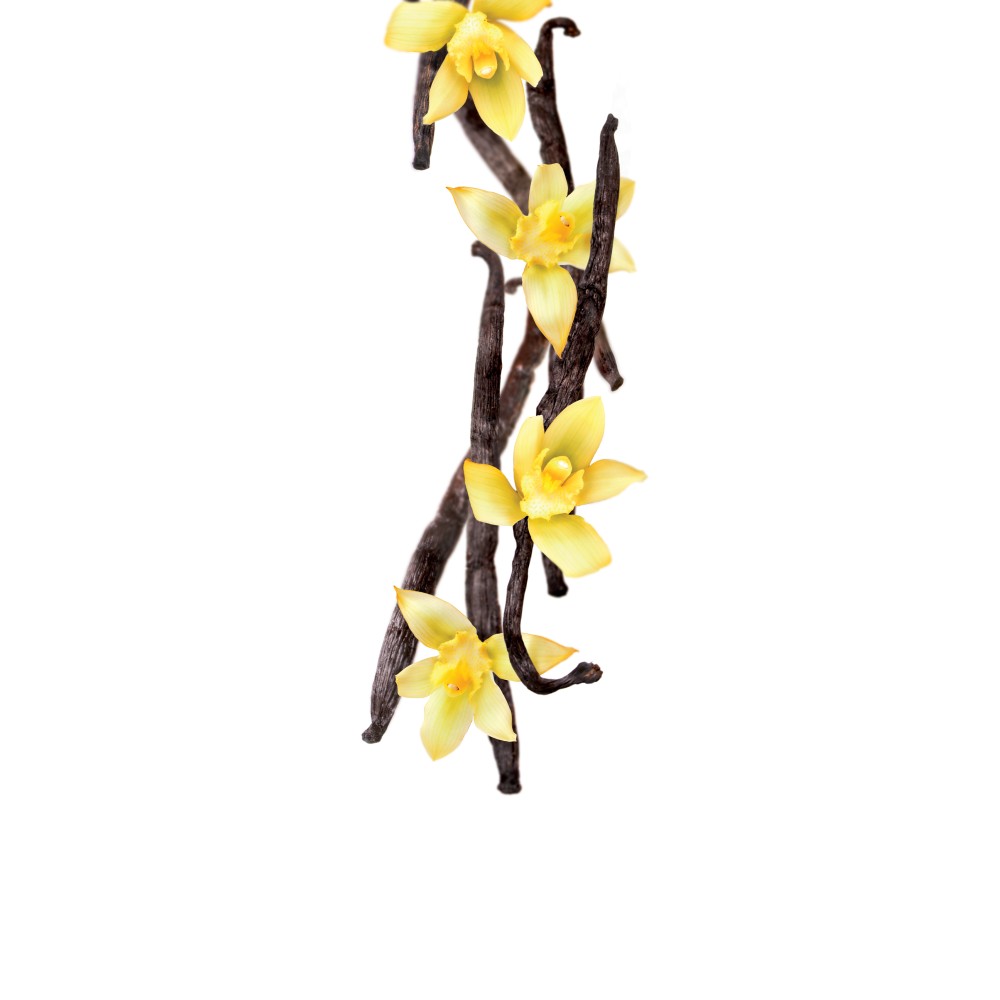 Artisan Vanilla Syrup - 1L Artisan Vanilla Syrup - 1L