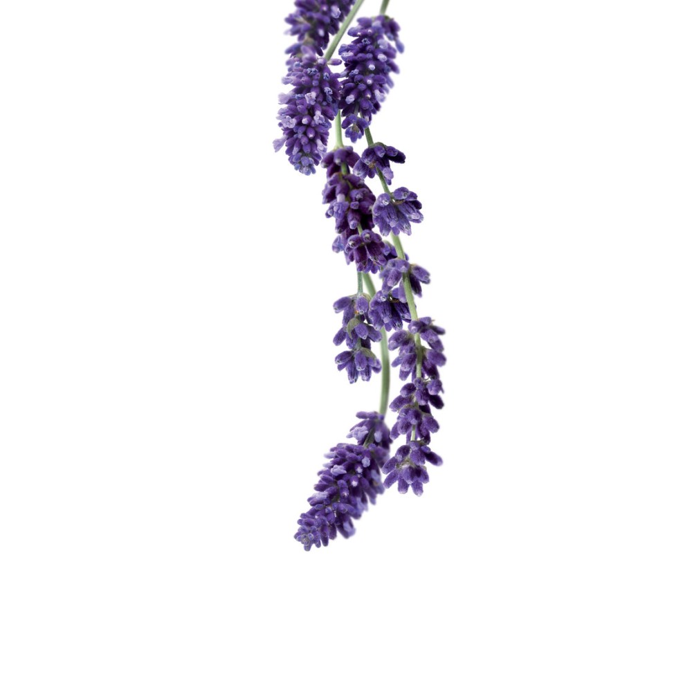 Lavender Essence Syrup 1L