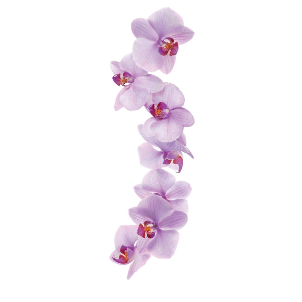 Artisan Orchid Syrup 1L Artisan Orchid Syrup 1L